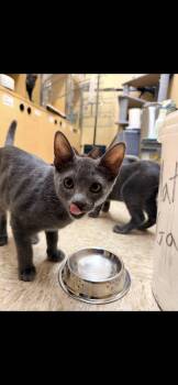 Phoebe -  Domestic Short Hair Cat for Adoption in Dalworthington Gardens, Texas - Phoebe | PetCurious