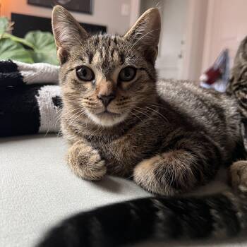 Rescue Domestic Short Hair Cats for Adoption in Richmond, Virginia - Devil