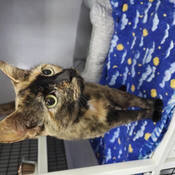 Domestic Short Hair Cats Available for Adoption in Oconto, Wisconsin - Tilly | PetCurious