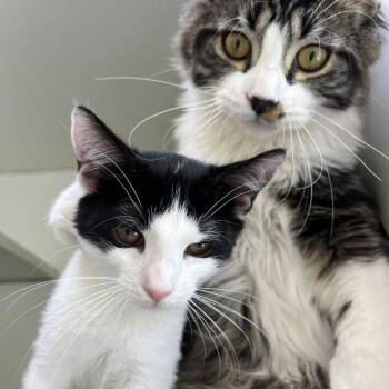 Domestic Short Hair Cats Available for Adoption in Newark, New Jersey - Betsy | PetCurious
