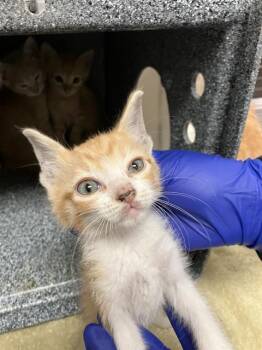 Rescue Domestic Short Hair Cats for Adoption in Dallas, Texas - WHITLEY | PetCurious