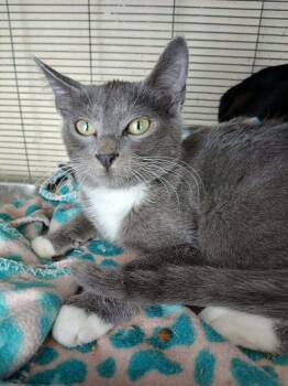 Domestic Short Hair Cats Available for Adoption - Bandit | PetCurious