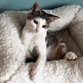Wilma -  Domestic Short Hair Cat for Adoption in Harrisonburg, Virginia - Wilma | PetCurious