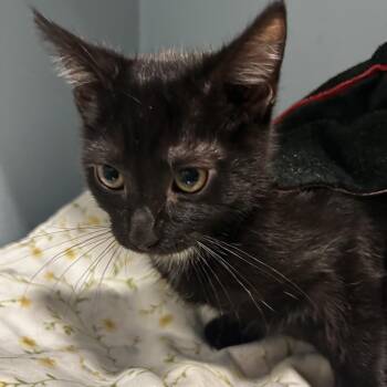 Yoru -  Domestic Short Hair Cat for Adoption in Chattanooga, Tennessee - Yoru | PetCurious