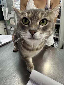 Domestic Short Hair Cats Available for Adoption - Grace Kelly | PetCurious