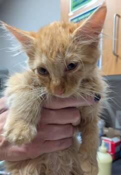 Rolo -  Domestic Medium Hair and Domestic Short Hair Cat for Adoption in Missoula, Montana - Rolo | PetCurious