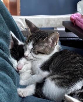 Domestic Short Hair Cats Available for Adoption in North Babylon, New York - Chip | PetCurious