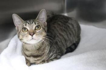 R2 -  Domestic Short Hair Cat for Adoption in Brunswick, Georgia - R2 | PetCurious