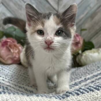 China -  Domestic Short Hair Cat for Adoption in Mt. Juliet, Tennessee - China | PetCurious