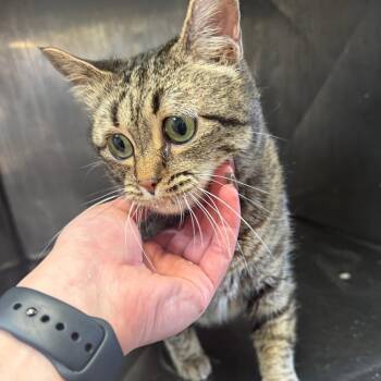 Domestic Short Hair Cats Available for Adoption in Corinth, Mississippi - Rainy | PetCurious