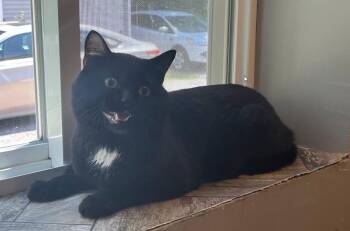 Charlie -  Domestic Short Hair Cat for Adoption in Hudson, New Hampshire - Charlie | PetCurious
