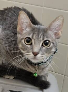 Rescue Russian Blue Cats for Adoption in Lyons, Illinois - Belovedth Jennna | PetCurious