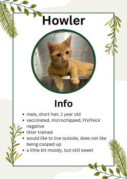 Domestic Short Hair Cats Available for Adoption - Howler | PetCurious