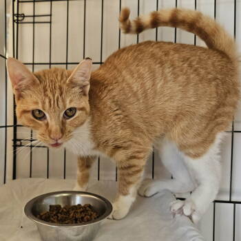 Rescue Domestic Short Hair Cats for Adoption in Candler, North Carolina - Mila | PetCurious