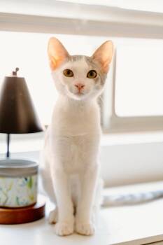 Regal 2 -  Domestic Short Hair Cat for Adoption in Tucson, Arizona - Regal 2 | PetCurious