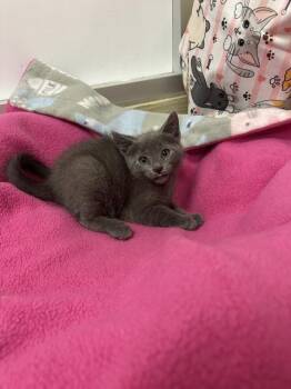 Gucci -  Russian Blue Cat for Adoption in Parlier, California - Gucci | PetCurious