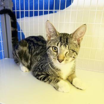 Gus -  Domestic Short Hair Cat for Adoption in Oshkosh, Wisconsin - Gus | PetCurious