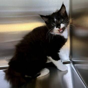 Bryce -  Domestic Medium Hair and Domestic Short Hair Cat for Adoption in Woodinville, Washington - Bryce | PetCurious