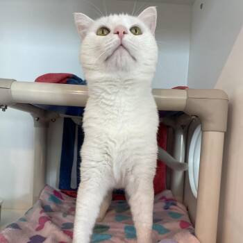 Mayo -  Domestic Short Hair Cat for Adoption in Warwick, Rhode Island - Mayo | PetCurious