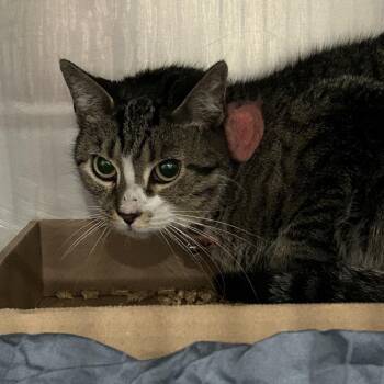 Sosa -  Domestic Short Hair Cat for Adoption in Newark, New Jersey - Sosa | PetCurious