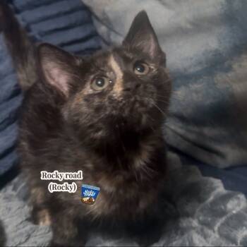 Rescue Domestic Short Hair Cats for Adoption in Carmel, Indiana - Rocky Road | PetCurious