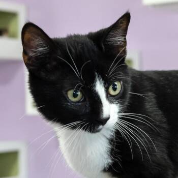 Forrest -  Domestic Short Hair Cat for Adoption in Mckean, Pennsylvania - Forrest | PetCurious