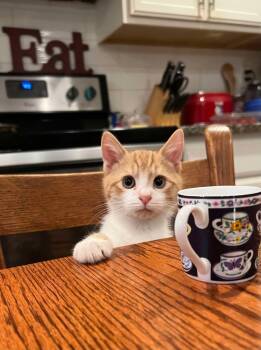 Rescue Domestic Short Hair Cats for Adoption in Salisbury, North Carolina - Felix | PetCurious