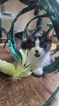 Beethoven -  Domestic Medium Hair Cat for Adoption in Antioch, California - Beethoven | PetCurious
