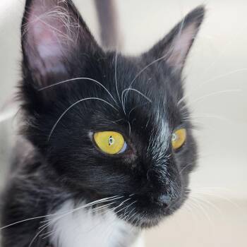 Sylvie -  Domestic Long Hair Cat for Adoption in Williston, Florida - Sylvie | PetCurious