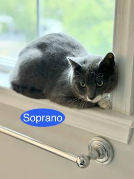 Soprano -  Domestic Short Hair Cat for Adoption in Hazlet, New Jersey - Soprano | PetCurious