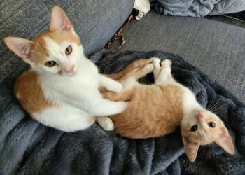 Gus / Max -  Domestic Short Hair Cat for Adoption in Minneapolis, Minnesota - Gus / Max | PetCurious