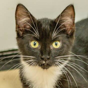 Whitney -  Domestic Short Hair Cat for Adoption in Hilton Head Island, South Carolina - Whitney | PetCurious