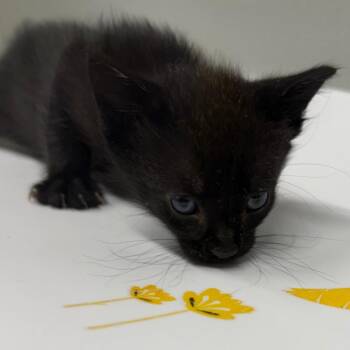 Bristol -  Domestic Short Hair Cat for Adoption in Tampa, Florida - Bristol | PetCurious