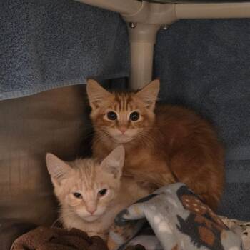 Domestic Short Hair Cats Available for Adoption in Pasadena, California - Mango | PetCurious