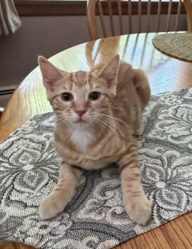 Coral -  Domestic Short Hair Cat for Adoption in Salt Point, New York - Coral | PetCurious