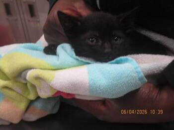 (639) -  Domestic Short Hair Cat for Adoption in Marietta, Georgia - (639) | PetCurious