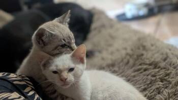 Fire 3 -  Siamese and American Shorthair Cat for Adoption in Austin, Texas - Fire 3 | PetCurious