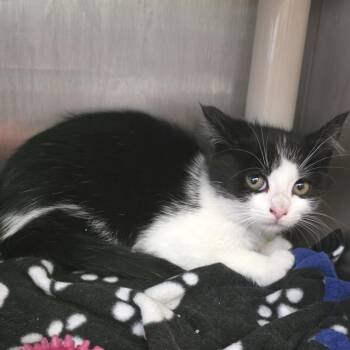 Meatlug -  Domestic Short Hair Cat for Adoption in Fort Wayne, Indiana - Meatlug | PetCurious