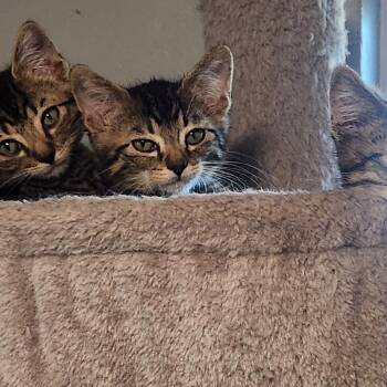 Jeremiah Johnson -  Domestic Short Hair Cat for Adoption in Layton, Utah - Jeremiah Johnson | PetCurious