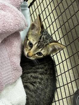 A2480634 -  Domestic Short Hair Cat for Adoption in Fort Lauderdale, Florida - A2480634 | PetCurious