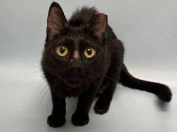 Moonflower -  Domestic Medium Hair and Domestic Short Hair Cat for Adoption in Woodbury, Minnesota - Moonflower | PetCurious