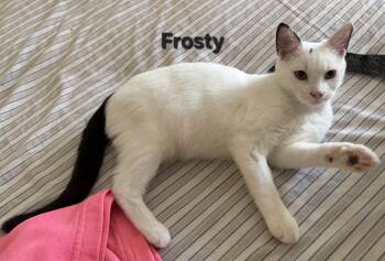 Frosty -  Domestic Short Hair Cat for Adoption in Temple, Pennsylvania - Frosty | PetCurious