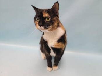 Mittens -  Domestic Short Hair Cat for Adoption in Minneapolis, Minnesota - Mittens | PetCurious