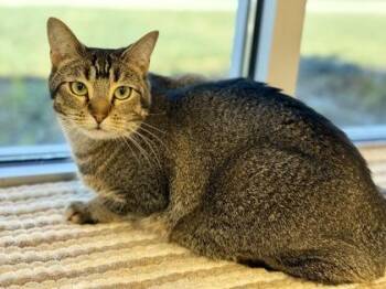 Rescue Abyssinian Cats for Adoption in Downers Grove, Illinois - Bandit | PetCurious