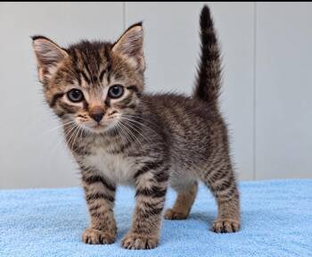 Elizabeth (Petco Collierville, TN) -  Tabby Cat for Adoption in Millington, Tennessee - Elizabeth (Petco Collierville, TN) | PetCurious