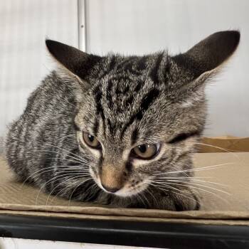 Rescue Domestic Short Hair Cats for Adoption - Gnocchi | PetCurious