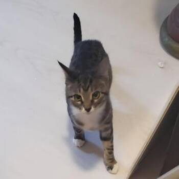 Domestic Short Hair Cats Available for Adoption - Houdini | PetCurious