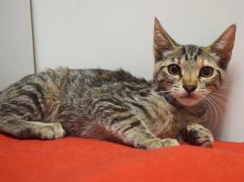MAXIE -  Domestic Short Hair Cat for Adoption in Sacramento, California - MAXIE | PetCurious