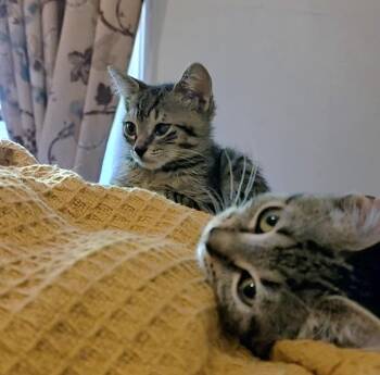 Labubu and Lambchop -  Domestic Short Hair Cat for Adoption - Labubu And Lambchop | PetCurious