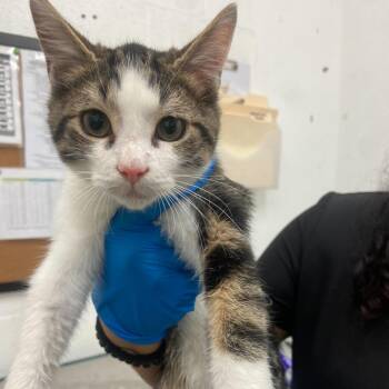 Domestic Short Hair Cats Available for Adoption - Pancake | PetCurious